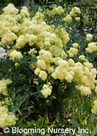 Thalictrum flavum glaucum                         